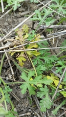 Sphaeralcea pedatifida