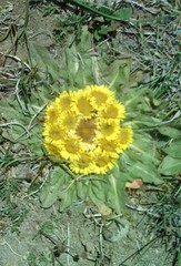 Inula rhizocephala