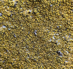 Flavoplaca flavocitrina