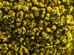 Flavoplaca flavocitrina