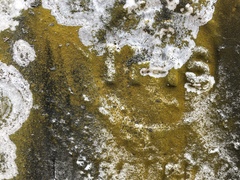 Flavoplaca flavocitrina