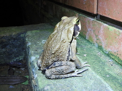 Rhinella crucifer