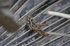 Kraussaria angulifera