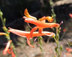 Penstemon labrosus