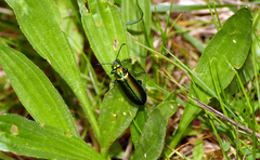Lytta vesicatoria