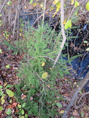 Taxus cuspidata