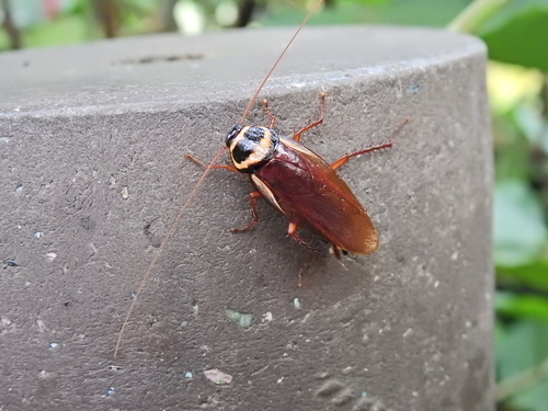 Australian Cockroach photo 6