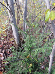 Taxus cuspidata