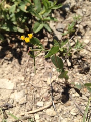 Coronilla scorpioides