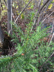 Taxus cuspidata