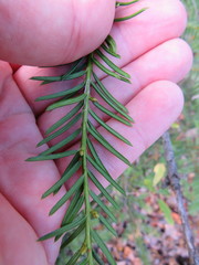 Taxus cuspidata