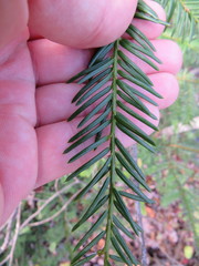 Taxus cuspidata