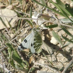 Euchloe belemia