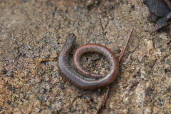 Batrachoseps major major