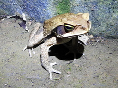 Rhinella crucifer