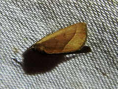Galgula castra