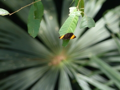 Adelpha lycorias melanthe image