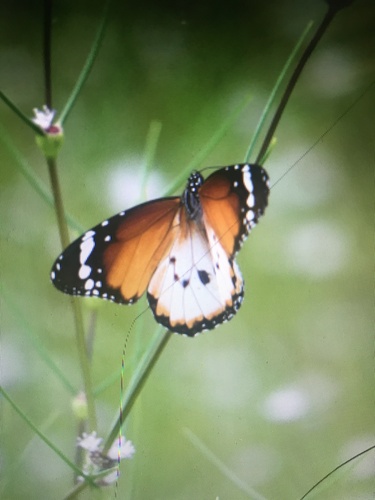 Danaus chrysippus alcippus