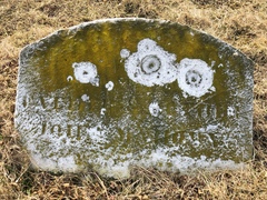 Flavoplaca flavocitrina