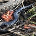 Salamandra Limosa de la Costa Atlántica - Photo (c) djmahalk, algunos derechos reservados (CC BY-NC)