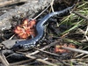 Atlantic Coast Slimy Salamander - Photo (c) djmahalk, some rights reserved (CC BY-NC), uploaded by djmahalk