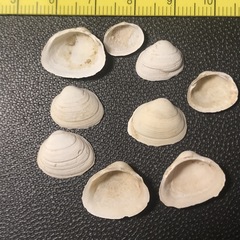 Sphaerium striatinum