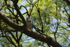 Kaupifalco monogrammicus