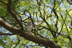 Kaupifalco monogrammicus