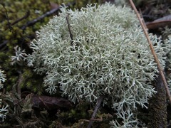 Cladonia arbuscula mitis