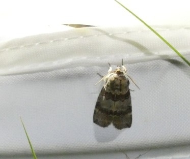 Cymatophorina diluta