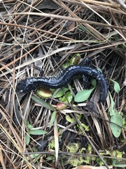 Plethodon chlorobryonis