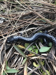 Plethodon chlorobryonis