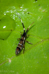 Orchesella flavescens