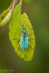 Phyllobius maculicornis