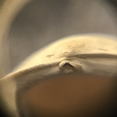 Sphaerium striatinum