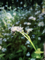 Myosotis sylvatica sylvatica