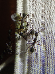 Dolichoderus attelaboides