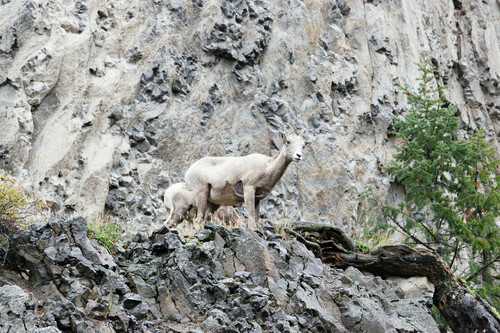 Bighorn Sheep photographed in Wyoming
