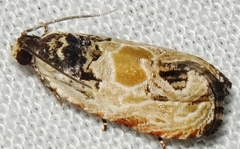 Olethreutes griseoalbana