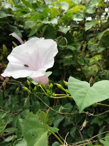 Ipomoea pedicellaris