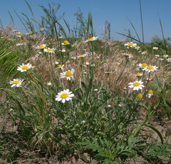 Anthemis ruthenica