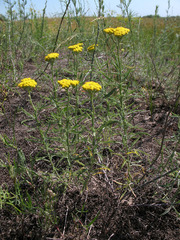 Achillea micrantha