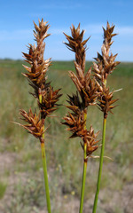 Carex colchica