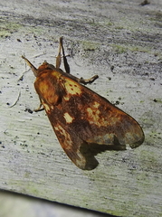 Symphlebia