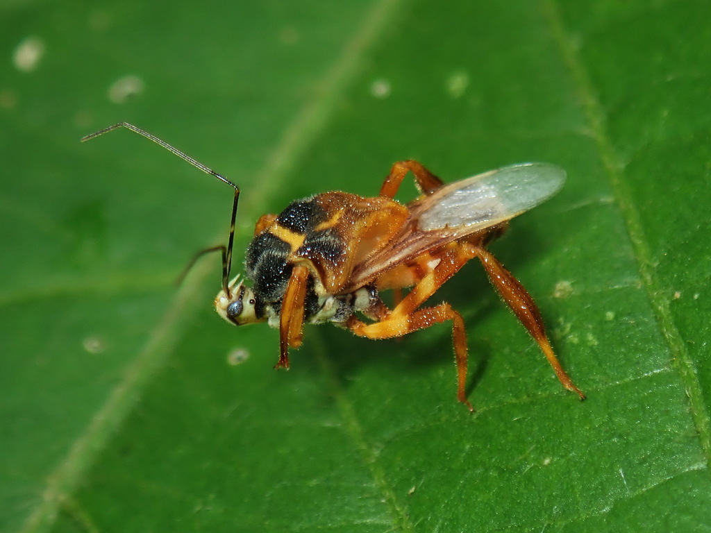 Notocyrtus dorsalis