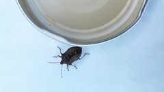 Cermatulus nasalis nasalis