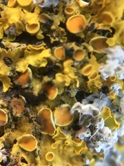 Arthonia parietinaria