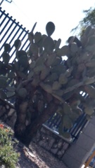 Opuntia streptacantha
