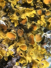 Arthonia parietinaria
