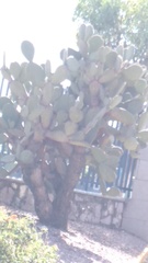 Opuntia streptacantha